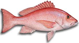 Red Snapper