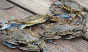 LargeBlue_Crabs